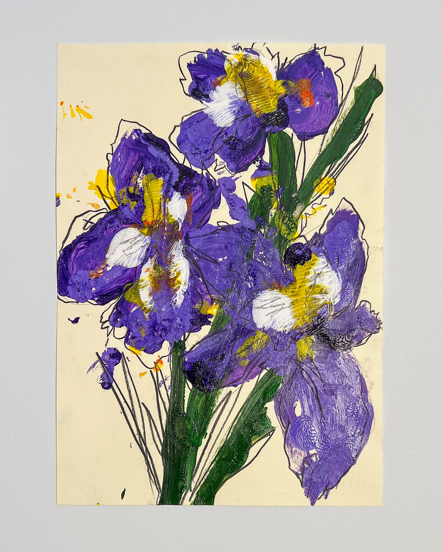 February Birth Flower Iris